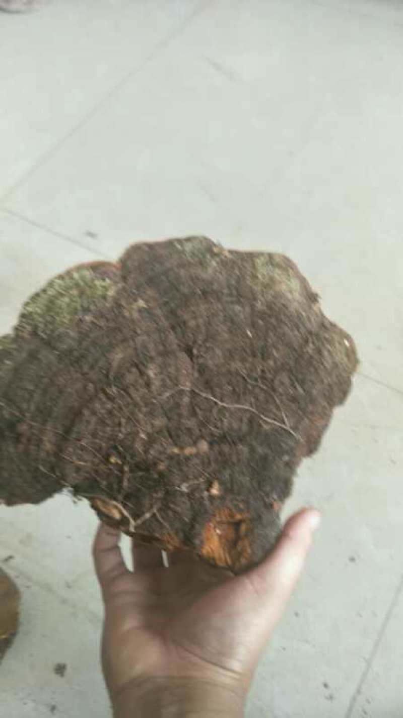 桑黄大山深处自然生长的漂亮货
