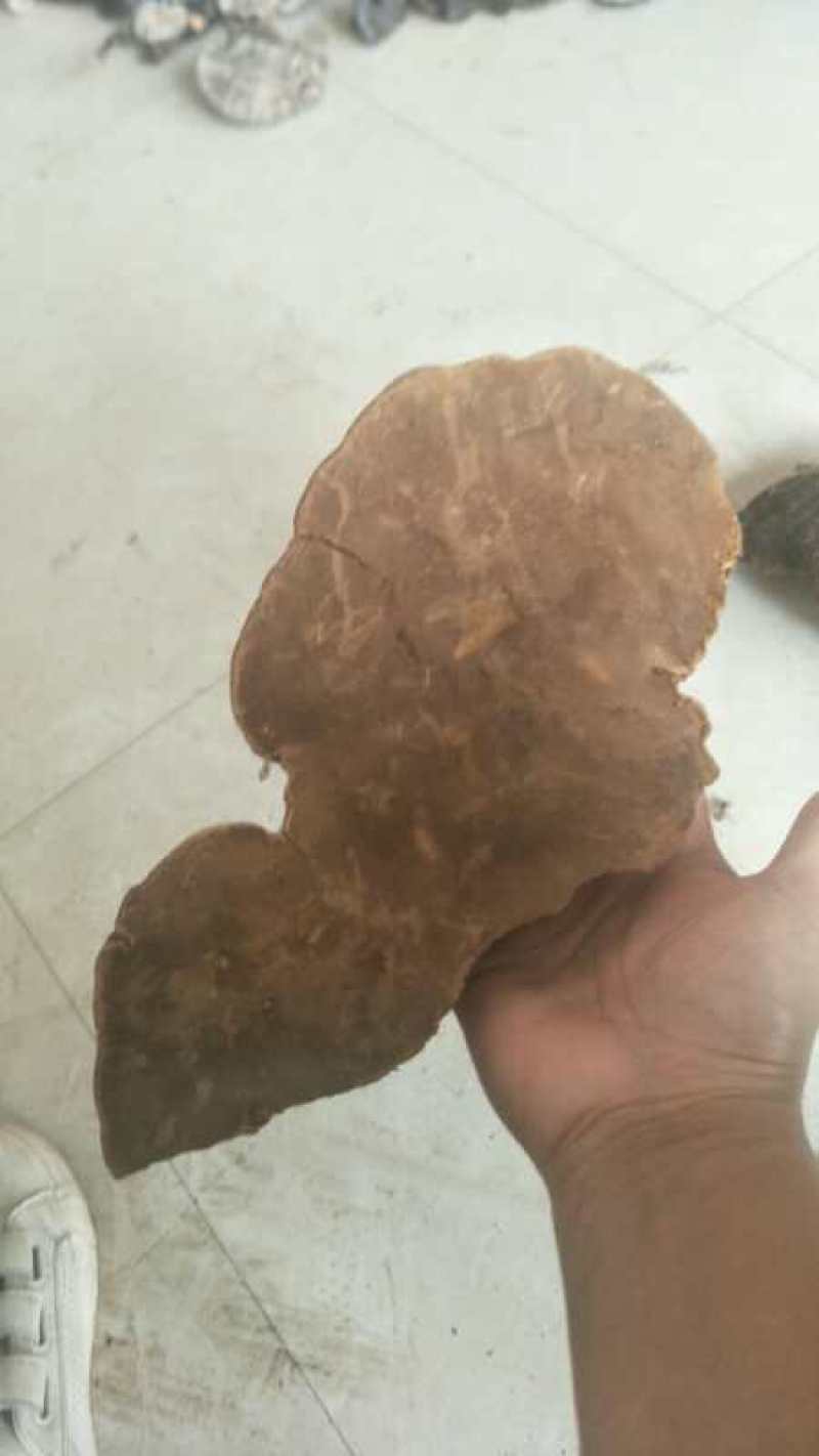桑黄大山深处自然生长的漂亮货