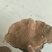 桑黄大山深处自然生长的漂亮货