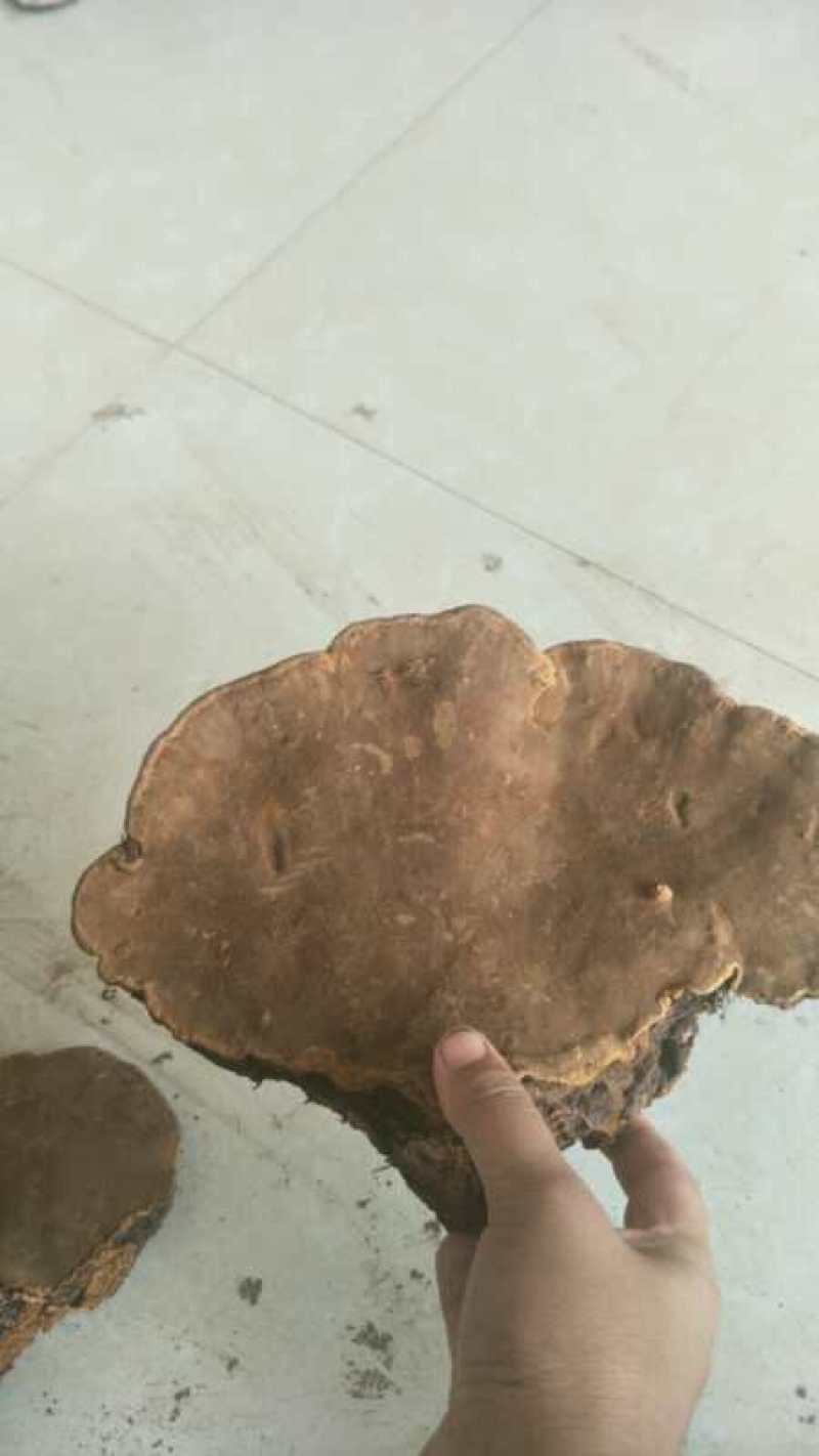 桑黄大山深处自然生长的漂亮货