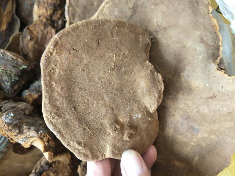 桑黄大山深处自然生长的漂亮货