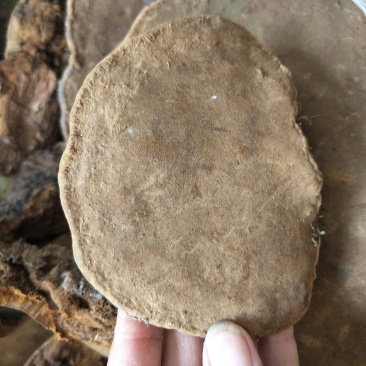 桑黄大山深处自然生长的漂亮货
