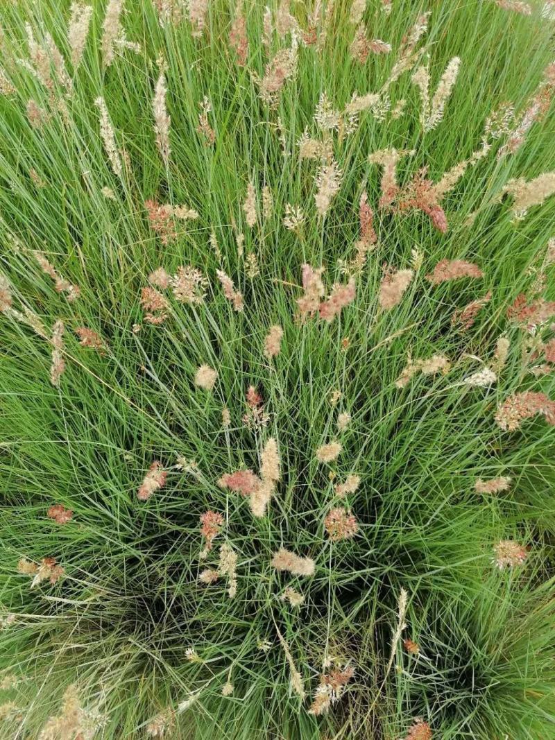 糖蜜草14双色杯带花的糖蜜草基地直销