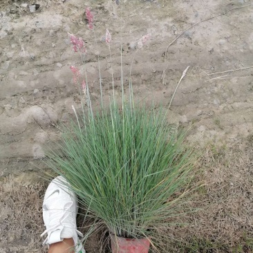 糖蜜草14双色杯带花的糖蜜草基地直销