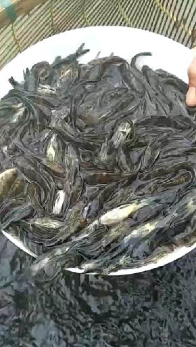 白鳝鱼苗，鳗鱼苗，优质苗种，包技术售后服务