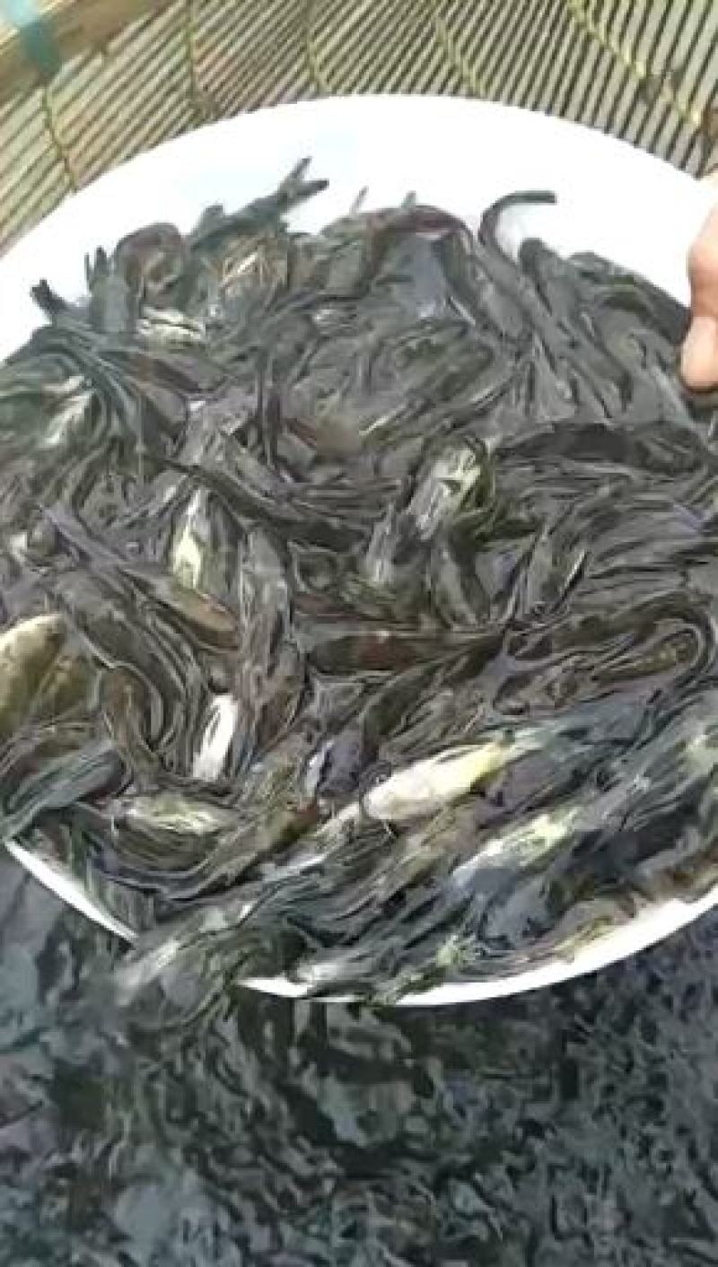 白鳝鱼苗，鳗鱼苗，优质苗种，包技术售后服务