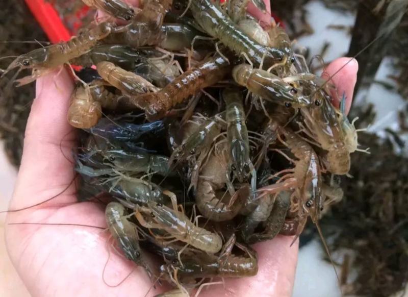 白鳝鱼苗，鳗鱼苗，优质苗种，包技术售后服务