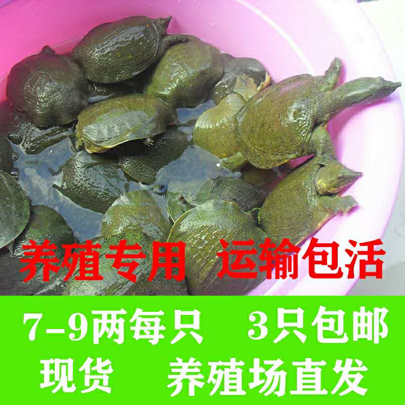 7-9两中华甲鱼苗，养殖专用，成活率高，生长快，适合各种