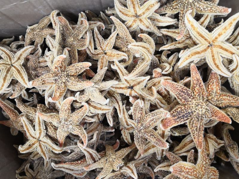 海星泡酒必备佳品批发各种中药材农产品