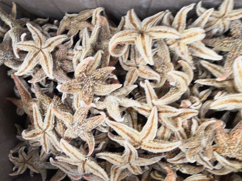 海星泡酒必备佳品批发各种中药材农产品