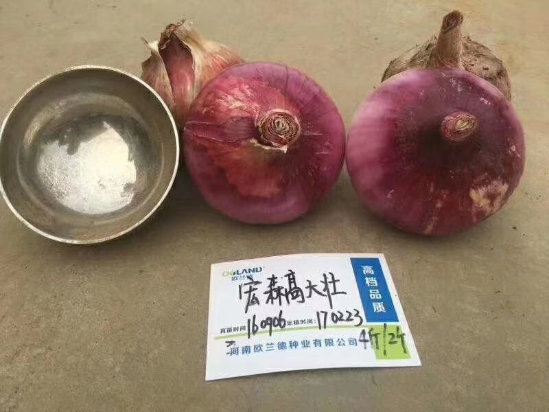宏森高大壮洋葱种子种籽洋葱种籽半高状紫红皮洋葱种