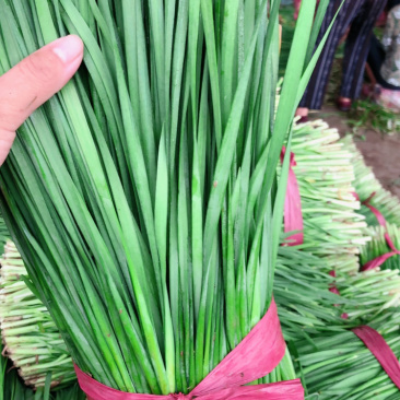 精品韭菜，诚信经营，货源充足
