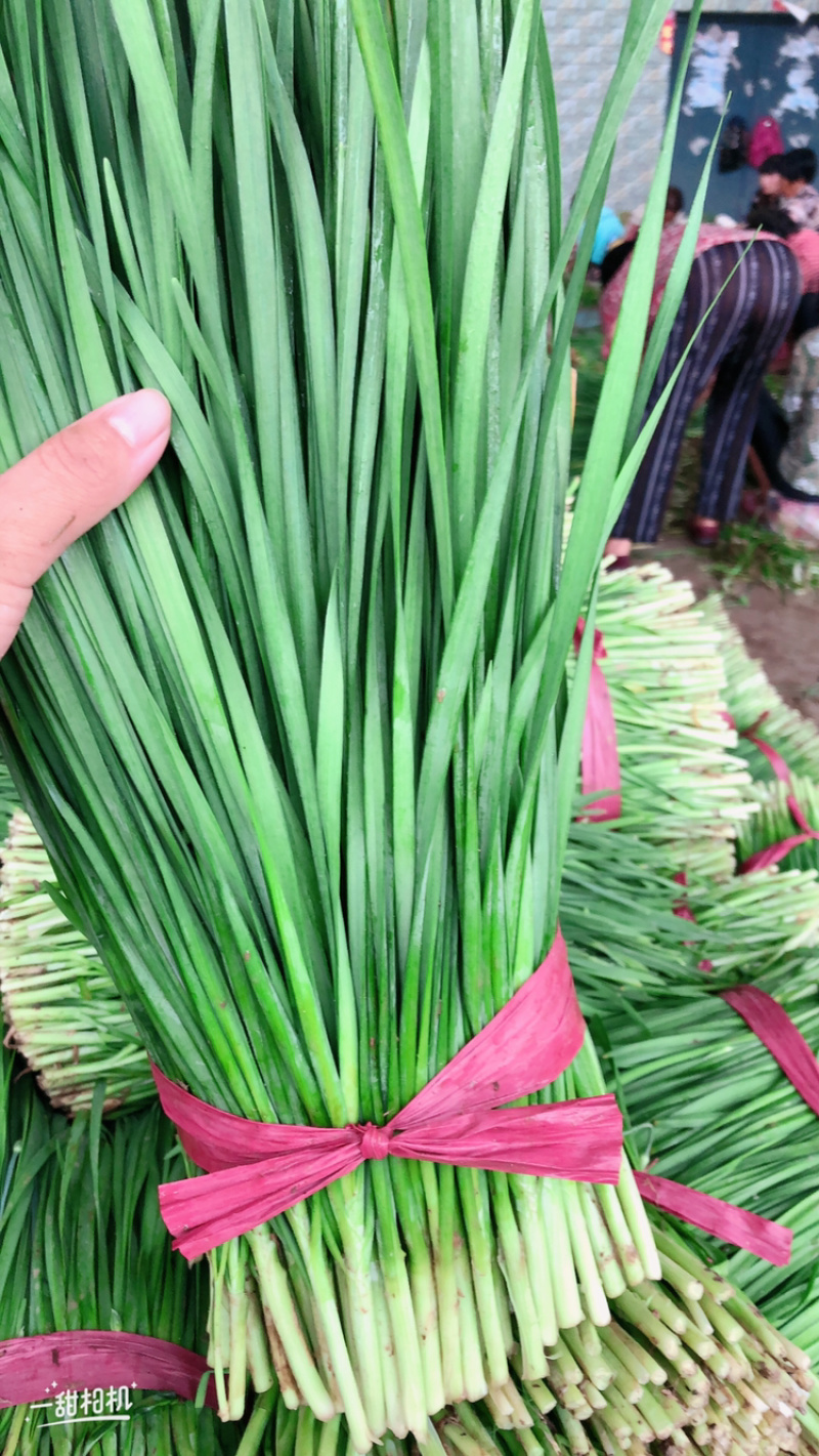 精品韭菜，诚信经营，货源充足
