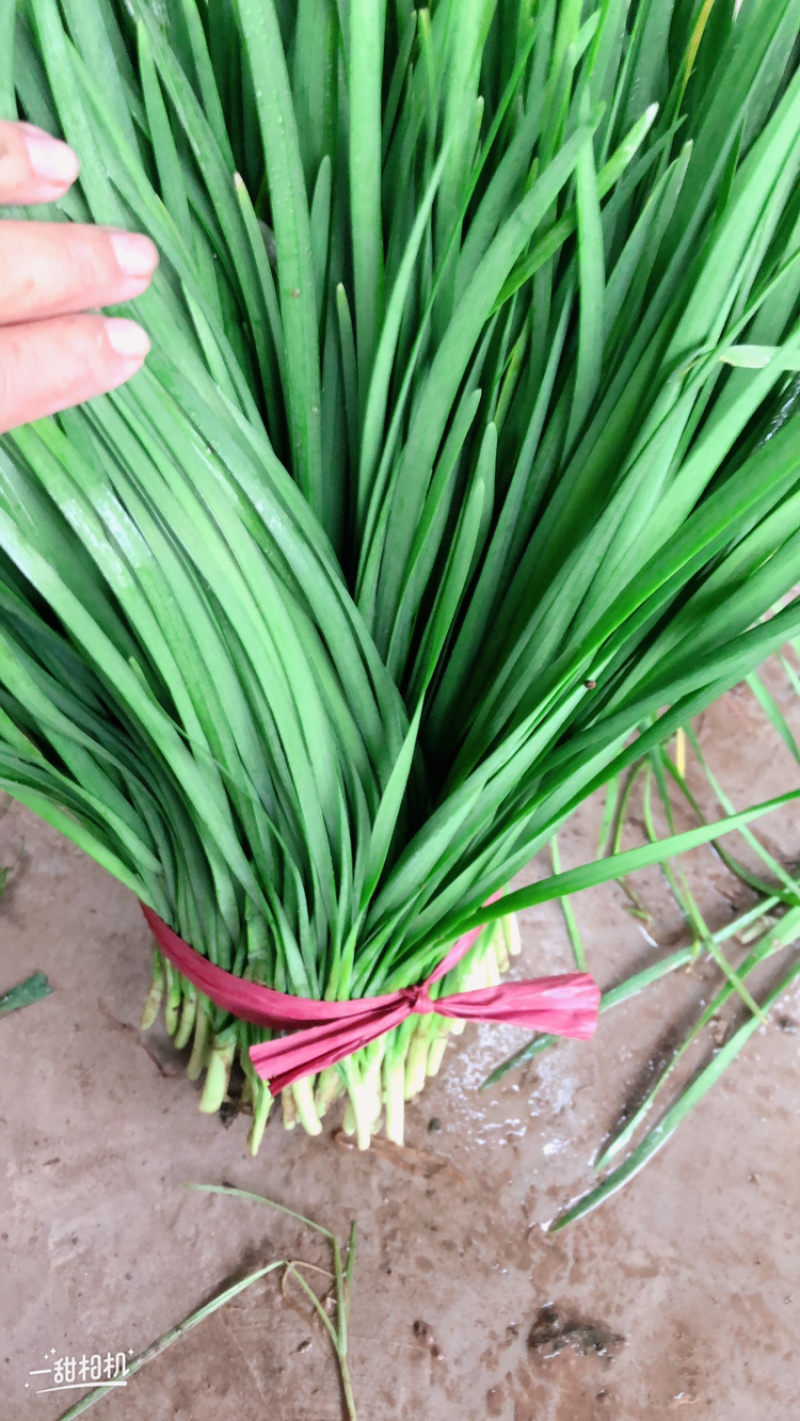 精品韭菜，诚信经营，货源充足