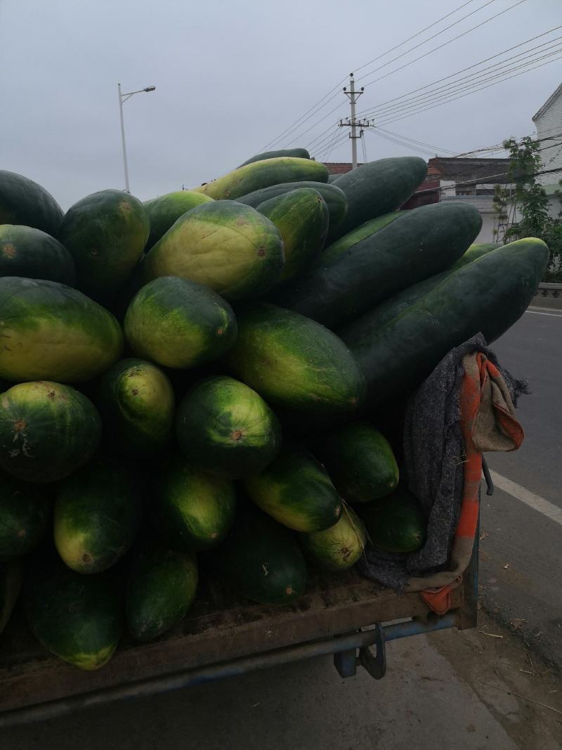 基地长条黑皮冬瓜代发，可视频看货，对接市场和商超