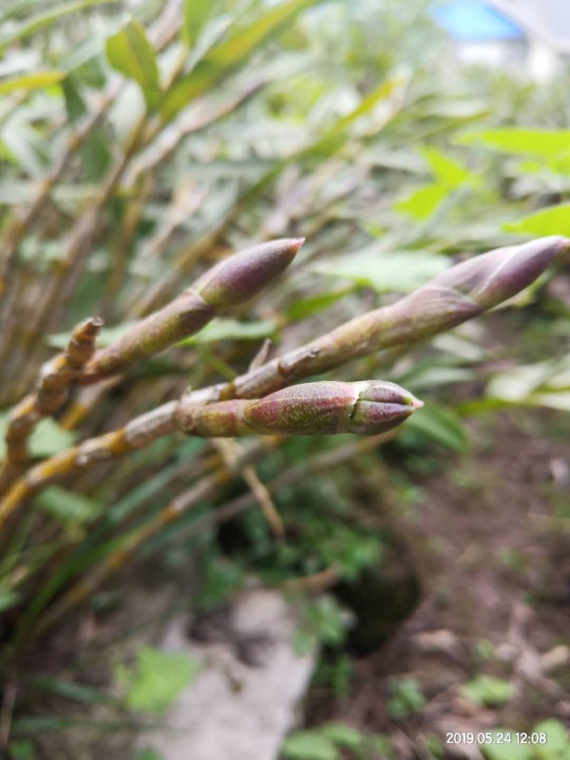 石斛，叠鞘石斛，可做盆景我们这里种植有200多年了的历史