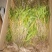 石斛，叠鞘石斛，可做盆景我们这里种植有200多年了的历史