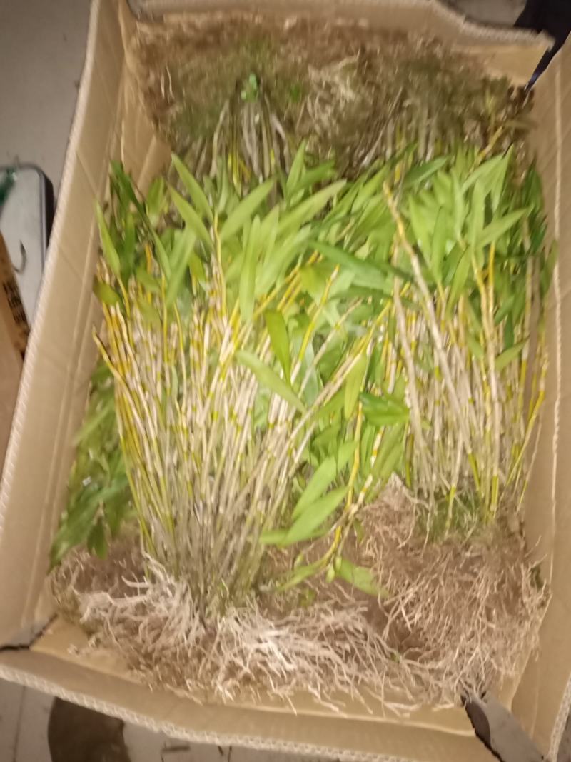 石斛，叠鞘石斛，可做盆景我们这里种植有200多年了的历史