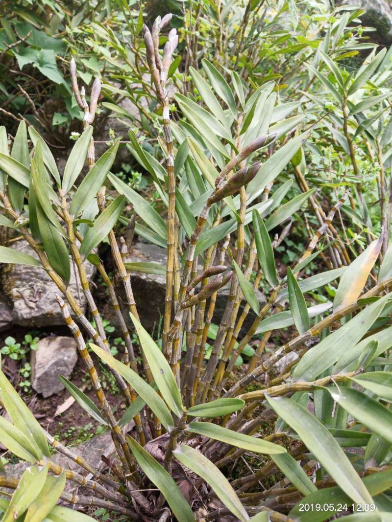 石斛，叠鞘石斛，可做盆景我们这里种植有200多年了的历史