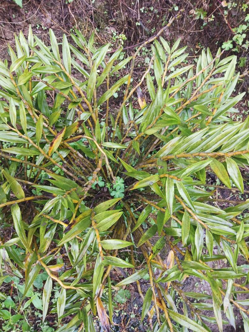 石斛，叠鞘石斛，可做盆景我们这里种植有200多年了的历史