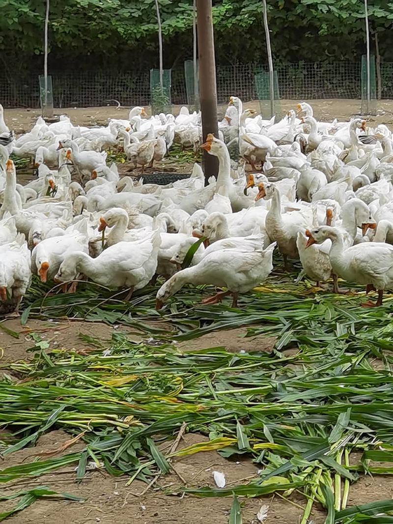 鹅苗孵化厂直销大种70天出包成活率包回收包技术