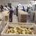 鹅苗孵化厂直销大种70天出包成活率包回收包技术