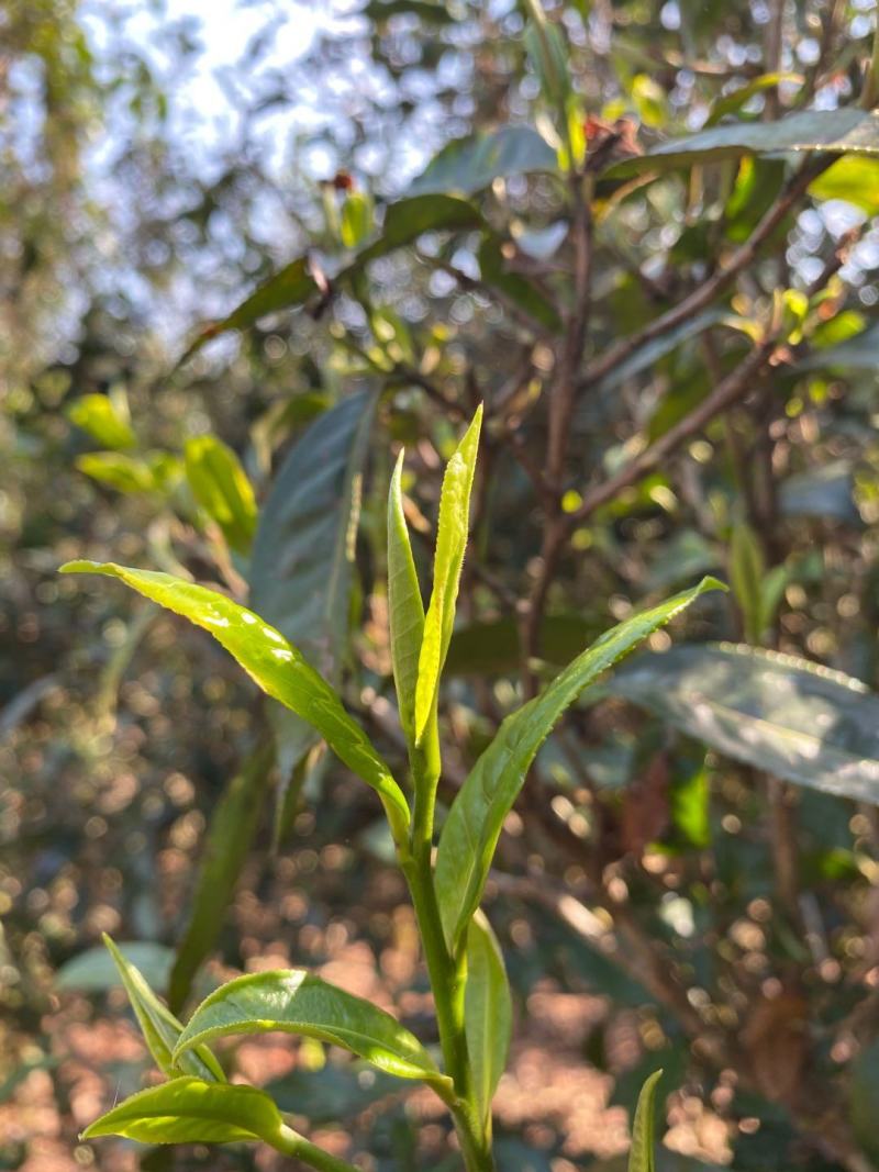 红茶临沧古树红茶357/饼入口香甜，发酵古的茶属温和茶