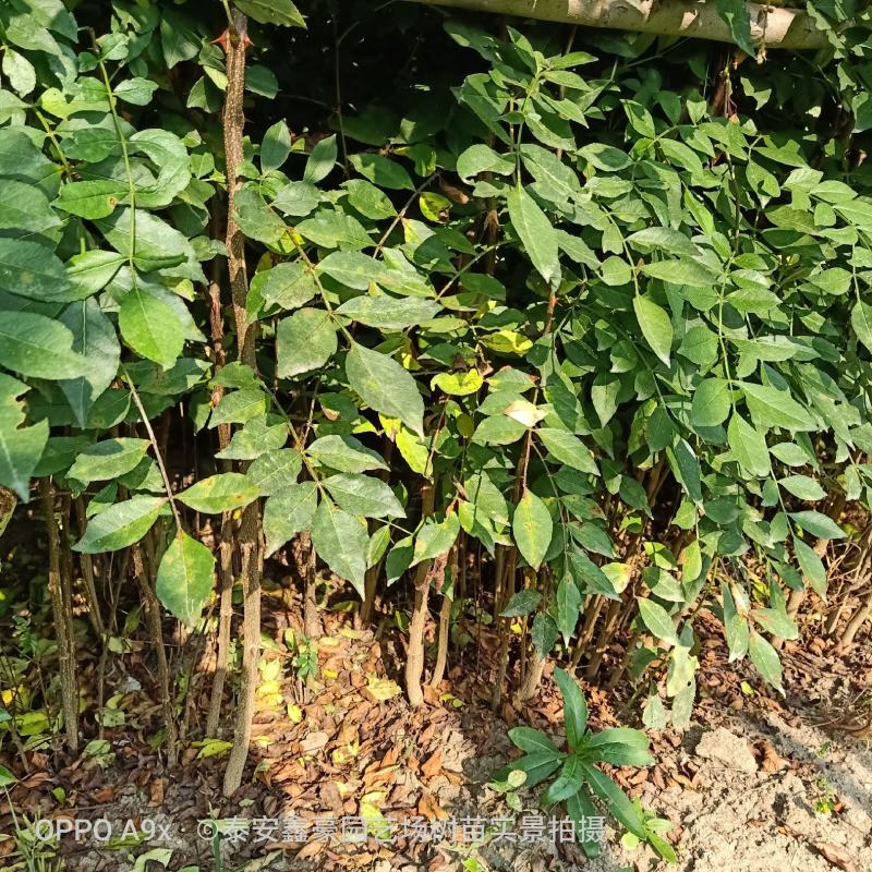 花椒苗0.5~1年粗度0.3公分至3公分都有货高度1米