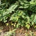花椒苗0.5~1年粗度0.3公分至3公分都有货高度1米