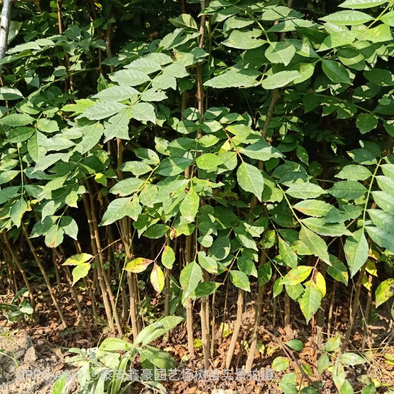 花椒苗0.5~1年粗度0.3公分至3公分都有货高度1米