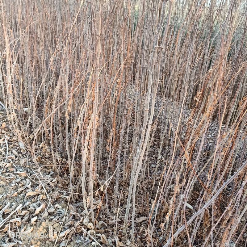 花椒苗0.5~1年粗度0.3公分至3公分都有货高度1米