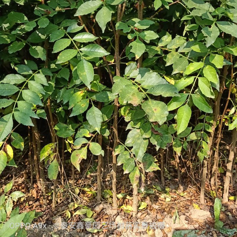 花椒苗0.5~1年粗度0.3公分至3公分都有货高度1米