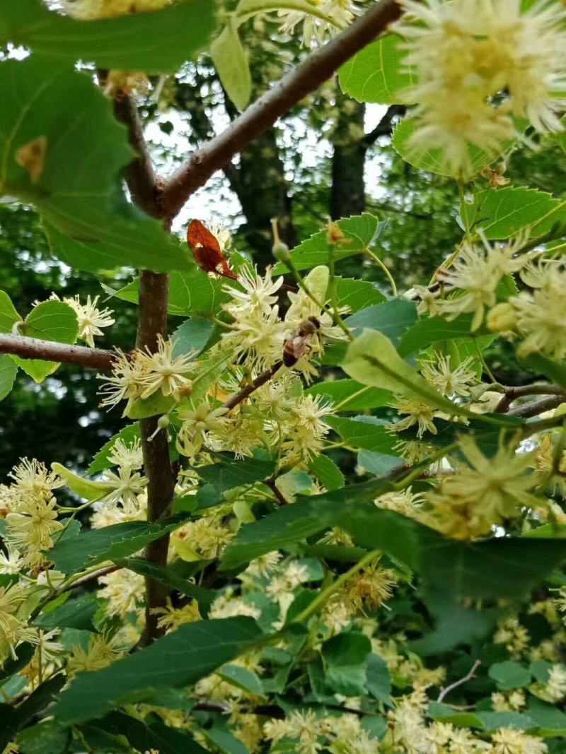 吉林志刚蜂产品批发零售蜂场直供，一手货源，保证质量。