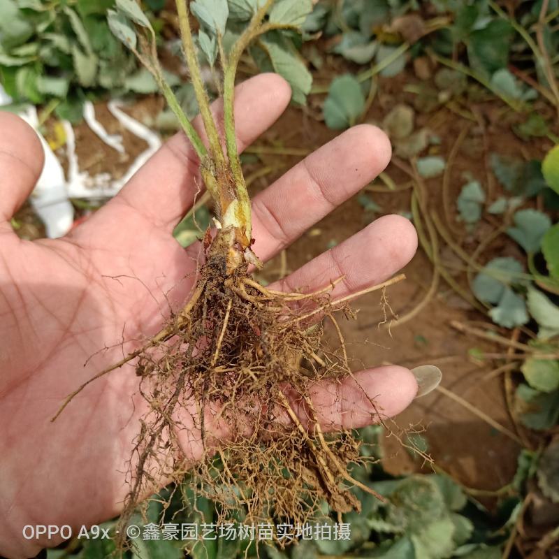 红颜草莓苗大棚草莓苗奶油草莓苗
