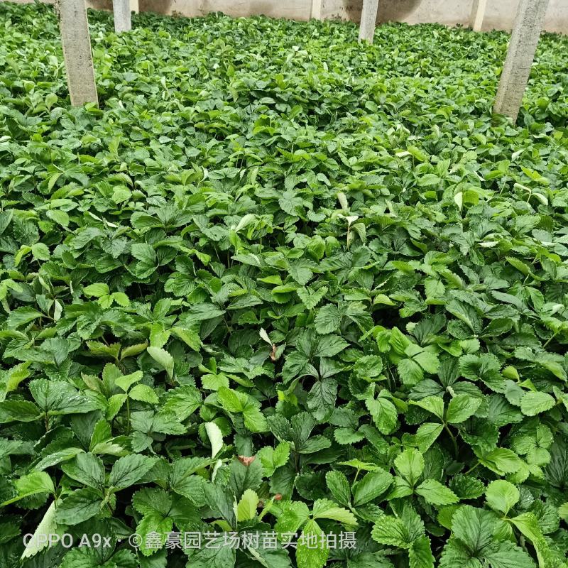 红颜草莓苗大棚草莓苗奶油草莓苗