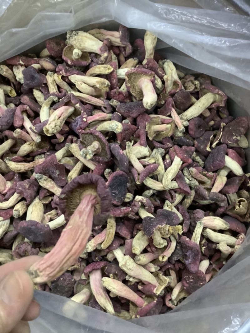 野生红菇食用菌价格实惠