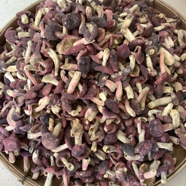 野生红菇食用菌价格实惠