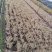 自家苗圃供应花叶千鸟花基地直销一手货源
