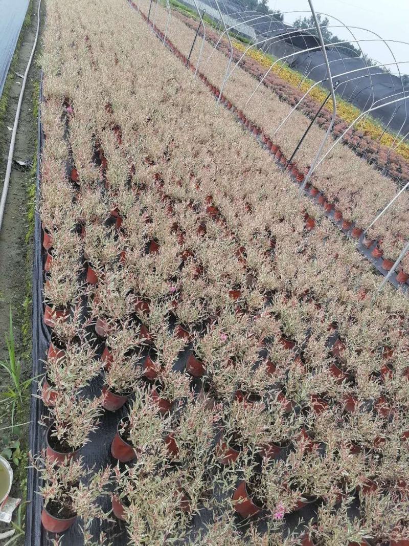自家苗圃供应花叶千鸟花基地直销一手货源