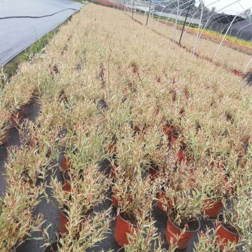 自家苗圃供应花叶千鸟花基地直销一手货源