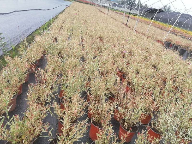 自家苗圃供应花叶千鸟花基地直销一手货源