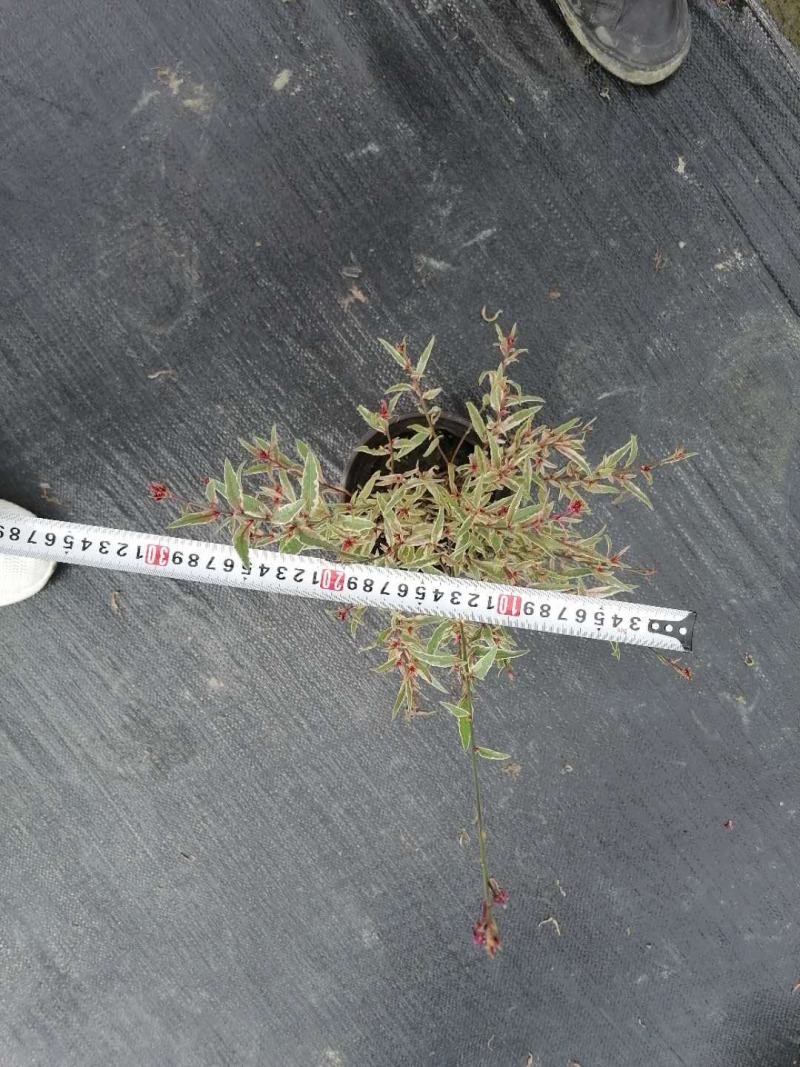 自家苗圃供应花叶千鸟花基地直销一手货源