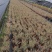 自家苗圃供应花叶千鸟花基地直销一手货源