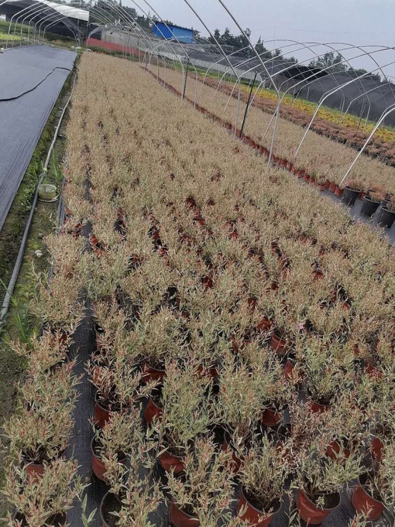 自家苗圃供应花叶千鸟花基地直销一手货源