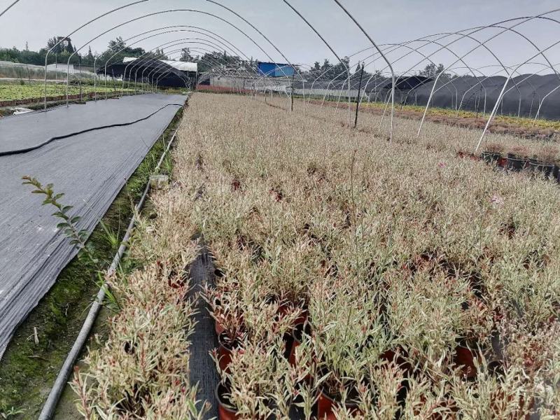 自家苗圃供应花叶千鸟花基地直销一手货源