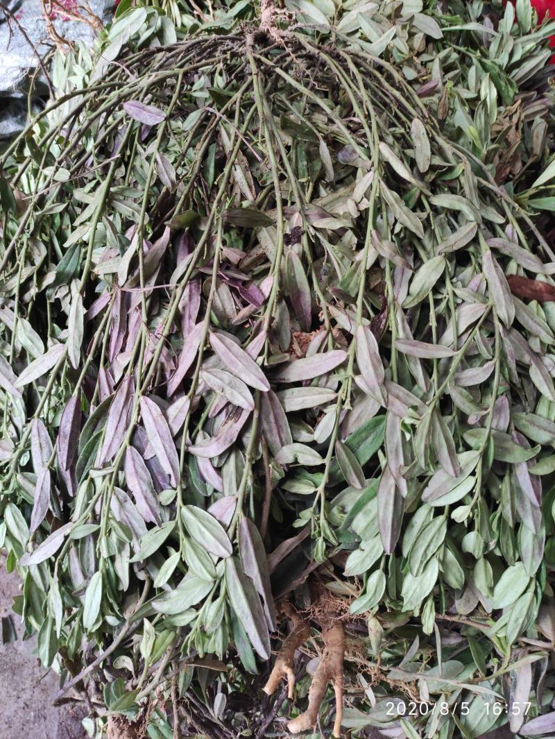 紫背金牛，金不换，大叶金牛草