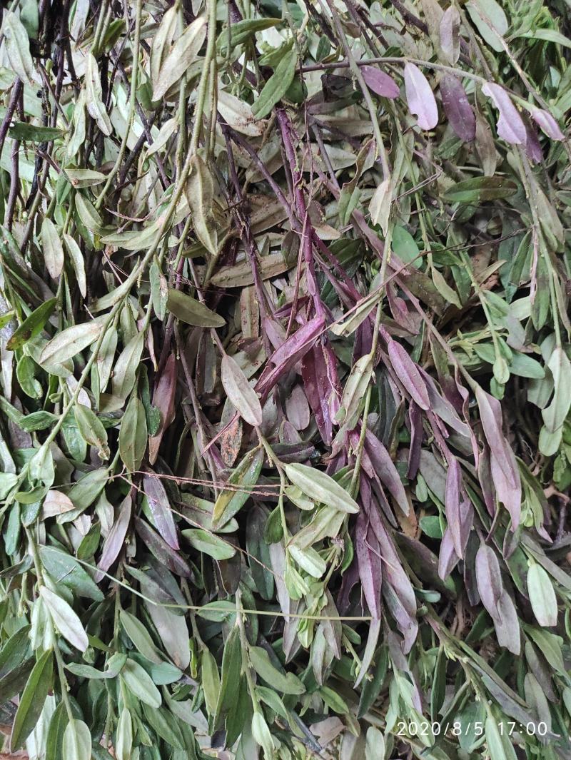 紫背金牛，金不换，大叶金牛草