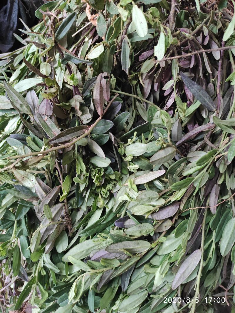 紫背金牛，金不换，大叶金牛草