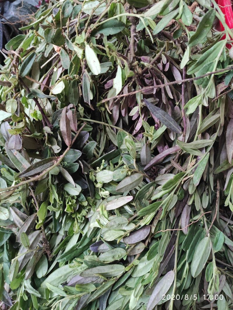 紫背金牛，金不换，大叶金牛草