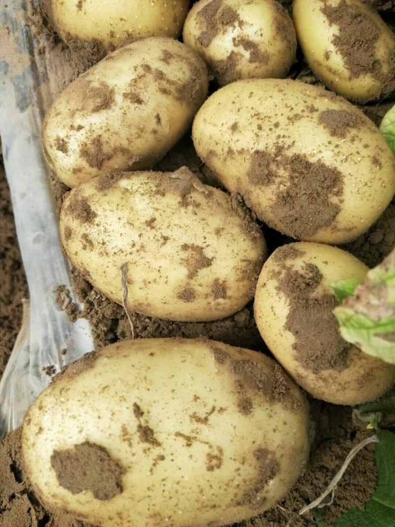 土豆大量有货欢迎客商来电
